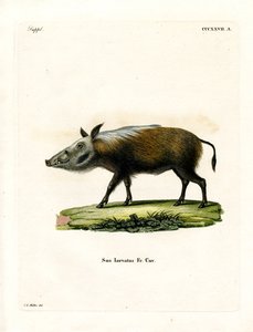 Bushpig (színes metszet) alkotó: German School
