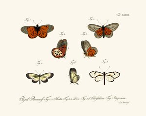 Pillangók alkotó: German School