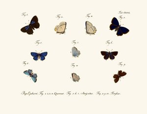 Pillangók alkotó: German School