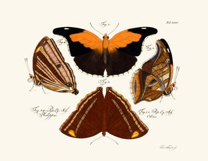 Pillangók alkotó: German School