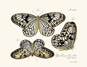 Pillangók alkotó: German School