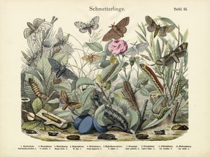Pillangók, 1860 körül alkotó: German School