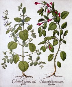 Calamints, a Hortus Eystettensisből, Basil Besler (1561-1629), pub. 1613 (kézzel színezett metszet) alkotó: German School