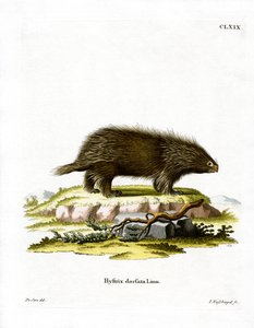 Kanadai porcupine (színes metszet) alkotó: German School