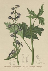 Larkspur gyertya (Delphinium elatum, Delphinium tiroliense) alkotó: German School