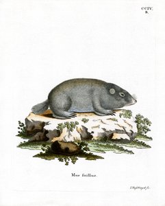 Cape Dune Mole Rat (színes metszet) alkotó: German School