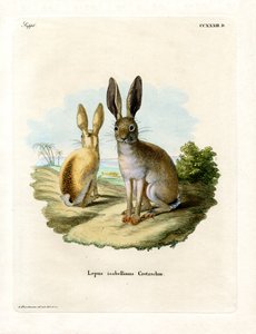 Cape Hare (színes metszet) alkotó: German School