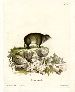 Cape Hyrax (színes metszet) alkotó: German School