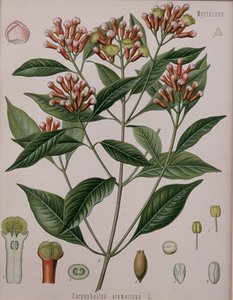 Caryophyllus Aromaticus (szegfűszeg) alkotó: German School