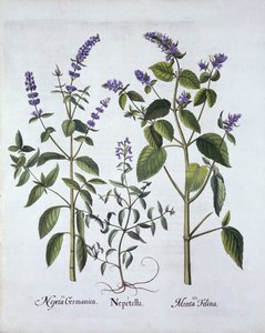 Catmintand Catnip, a Hortus Eystettensisből, Basil Besler (1561-1629), pub. 1613 (kézzel színezett metszet) alkotó: German School