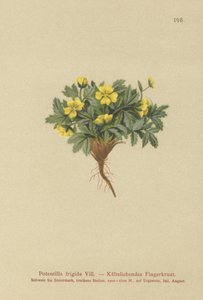 Cinquefoil (Potentilla frigid, Potentilla glacialis, Potentilla helvetica) alkotó: German School