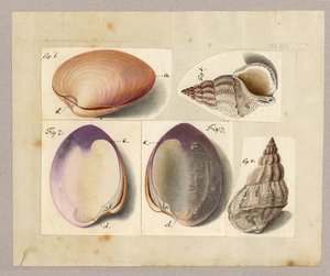 Kagyló és tengeri csiga: Venus Mercenaria Linnaei, Buccino glacioli Linnaei, 1785 (wc papíron) alkotó: German School