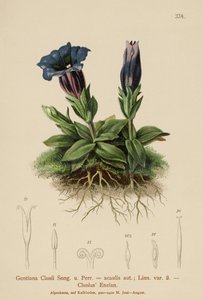 Clusius Gentian (Gentiana Clusii, Gentiana acaulis) alkotó: German School