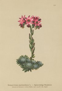 Pókhálós cseresznye (Sempervivum arachnoideum, Sedum arachnoideum, Sempervivum sanguineum) alkotó: German School