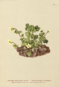 Pókhálós szaxifrage (Saxifraga arachnoidea) alkotó: German School