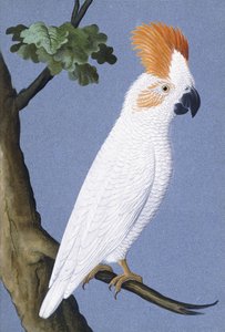 Kakadu, 1750-1800 alkotó: German School
