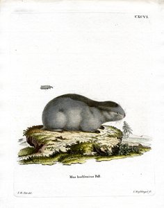 Galléros Lemming (színes gravírozás) alkotó: German School