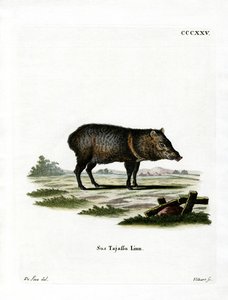 Galléros Peccary alkotó: German School