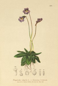 Közönséges vajfű (Pinguicula vulgaris) alkotó: German School