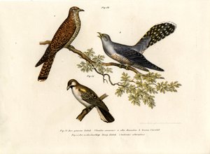 Közönséges kakukk, 1864 alkotó: German School