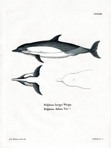 Közönséges delfin (színes metszet) alkotó: German School