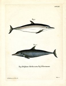 Közönséges delfin (színes metszet) alkotó: German School
