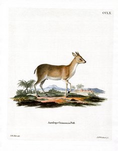 Common Duiker (színes metszet) alkotó: German School