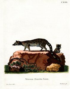 Common Genet (színes gravírozás) alkotó: German School