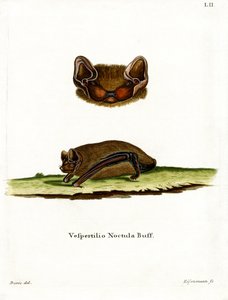 Common Noctule Bat (színes metszet) alkotó: German School