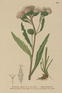 Közönséges fűrészfű (Saussurea alpina) alkotó: German School