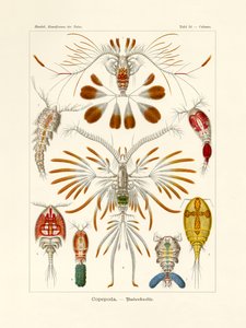 Copepoda, 1899-1904 alkotó: German School