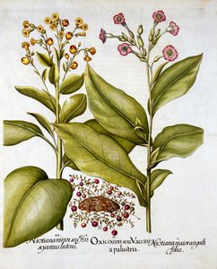 Áfonya és virágzó dohány, a Hortus Eystettensisből, Basil Besler (1561-1629), pub. 1613 (kézzel színezett metszet) alkotó: German School