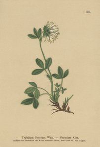 Krémes lóhere (Trifolium Noricum) alkotó: German School