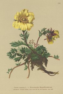 Creeping Avens (Geum reptans) alkotó: German School