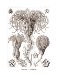 Crinoidea, 1899-1904 alkotó: German School