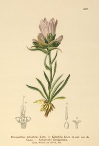 Horvát füves harang (Edraianthus Croaticus, Edraianthus croaticus, Edraianthus Kitaibellii, Edraianthus graminifolius, Edraianthus albanicus, Wahlenbergia graminifolia) alkotó: German School