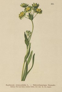 Varjúláb-levelű nyúlfül (Bupleurum ranunculoides) alkotó: German School