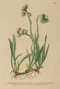 Cudweed (Gnaphalium Carpathicum) alkotó: German School