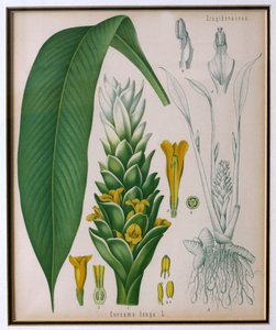 Curcuma longa (kurkuma) a Kohlers Gyógynövényekből, Franz Eugen Kohler alkotó: German School
