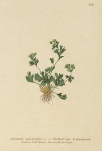 Vágott levelű hölgyköpeny (Alchemilla pentaphylla) alkotó: German School