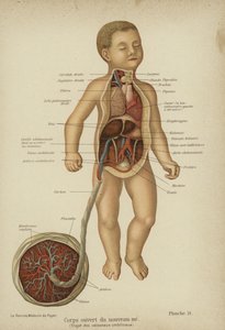Kivágott diagram, amely egy újszülött belső szerveit és köldökzsinórját mutatja (színes litho) alkotó: German School