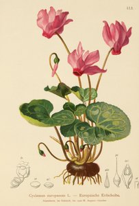 Ciklámen (Cyclamen europaeum) alkotó: German School