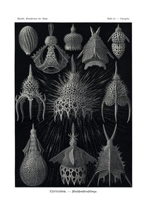 Cyrtoidea, 1899-1904 alkotó: German School
