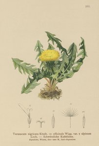 Gyermekláncfű (Taraxacum nigricans, Taraxacum officinale var. Alpinum) alkotó: German School