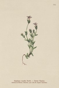 Dán törpe tárnics (Gentiana tenella, Gentianella tenella, Comastoma tenellum) alkotó: German School