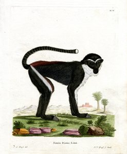 Diana Monkey (színes metszet) alkotó: German School
