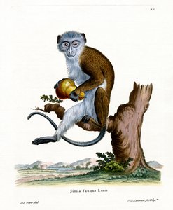 Diana Monkey (színes metszet) alkotó: German School