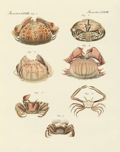 Különféle garnélarák és rákok (színes gravírozás) alkotó: German School