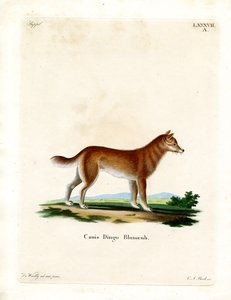Dingo (színes metszet) alkotó: German School
