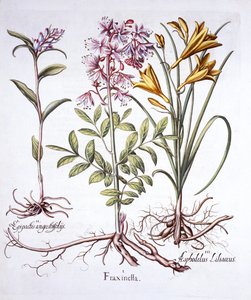 Dittany, White Helleborine és Yellow Day Lily, a Hortus Eystettensisből, Basil Besler (1561-1629), pub. 1613 (kézzel színezett metszet) alkotó: German School